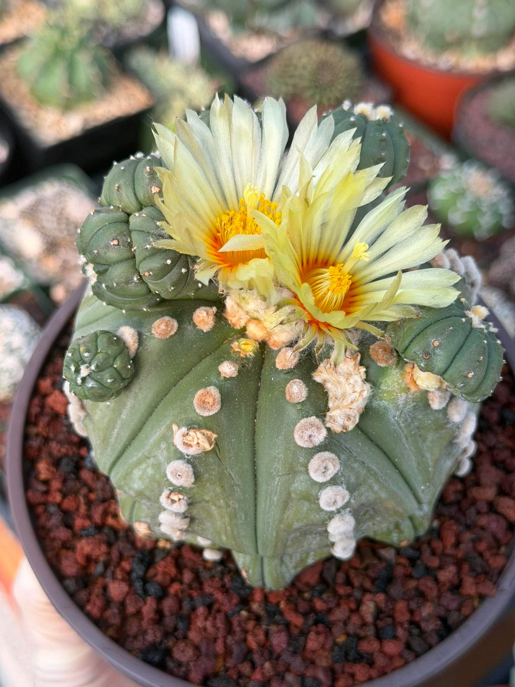 Astrophytum Rensii Cactus with Pups | Rare Seed Grown 6” Collector Plant in 6” Pot (#241)