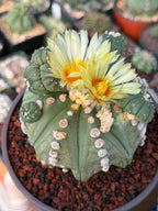Astrophytum Rensii Cactus with Pups | Rare Seed Grown 6” Collector Plant in 6” Pot (#241)
