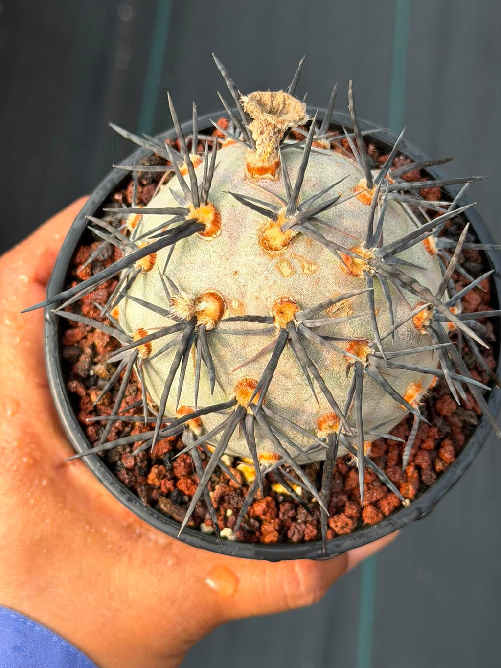 Tephrocactus Geometricus ‘Diablo’ | Rare Black Spine Cactus Succulent | Live Plant #158