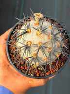 Tephrocactus Geometricus ‘Diablo’ | Rare Black Spine Cactus Succulent | Live Plant #158
