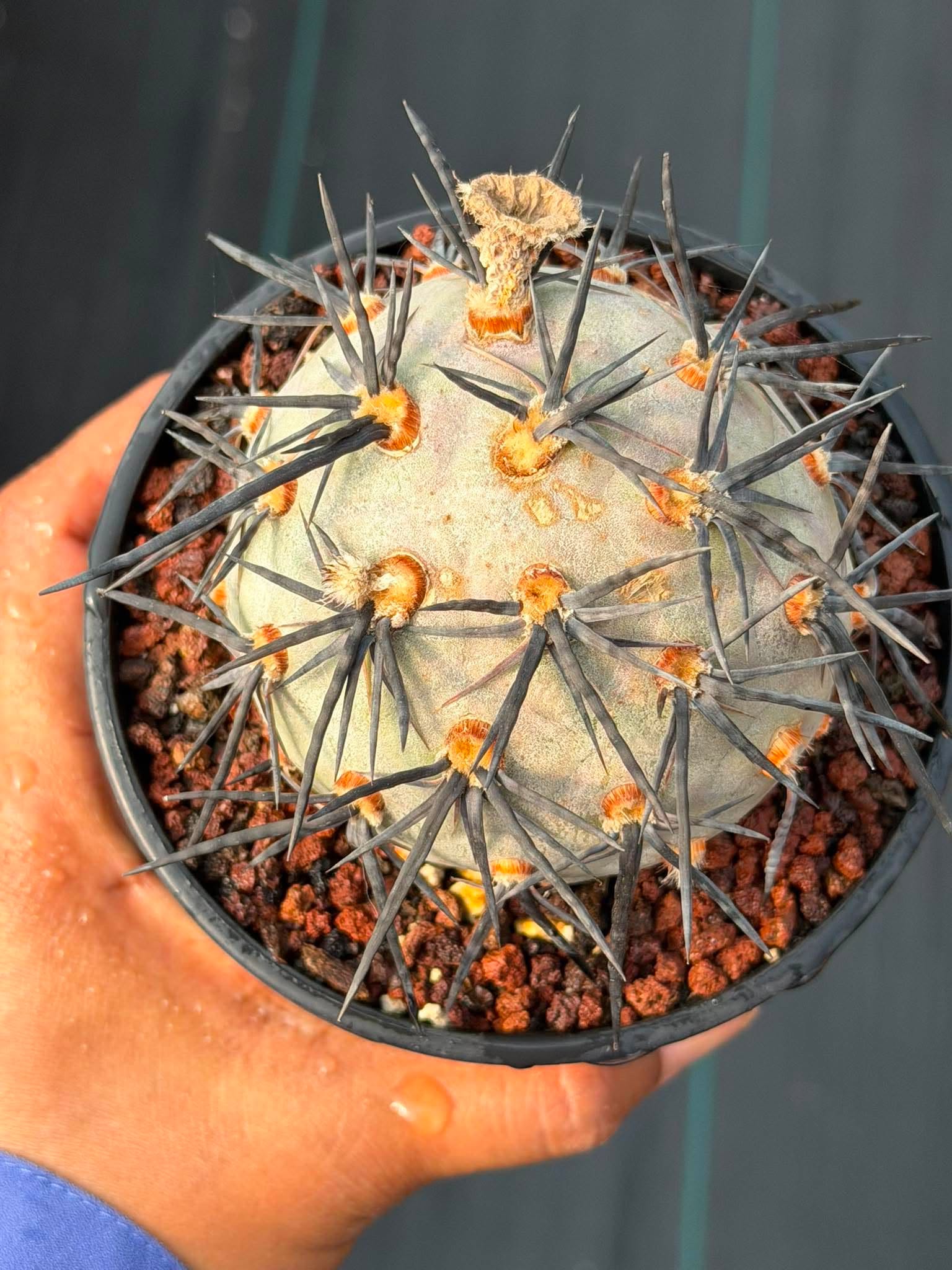 Tephrocactus Geometricus ‘Diablo’ | Rare Black Spine Cactus Succulent | Live Plant #158