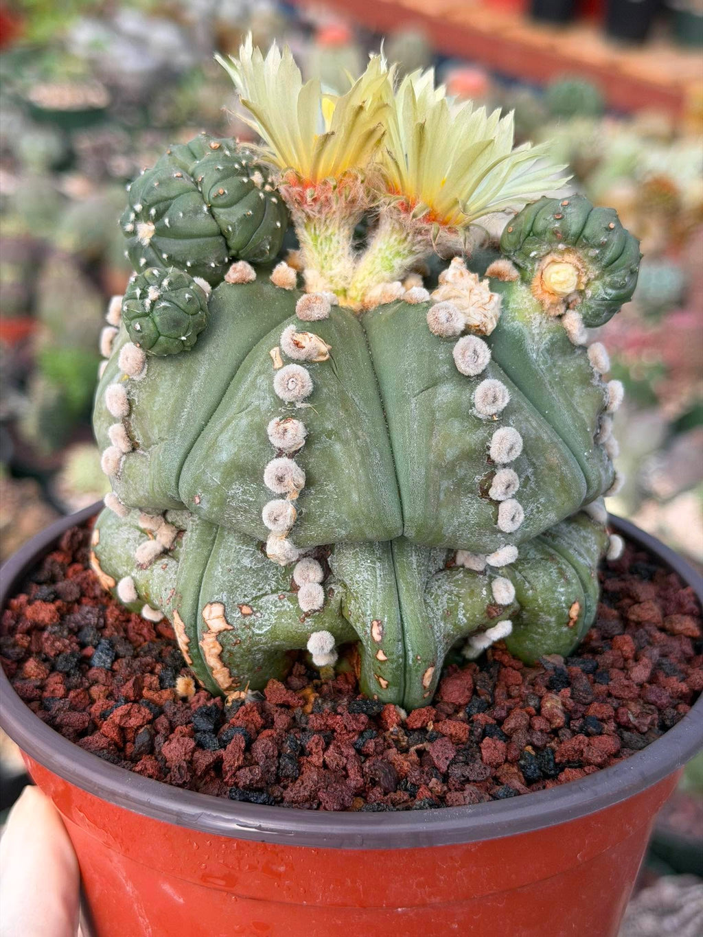Astrophytum Rensii Cactus with Pups | Rare Seed Grown 6” Collector Plant in 6” Pot (#241)