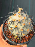 Tephrocactus Geometricus ‘Diablo’ | Rare Black Spine Cactus Succulent | Live Plant #158