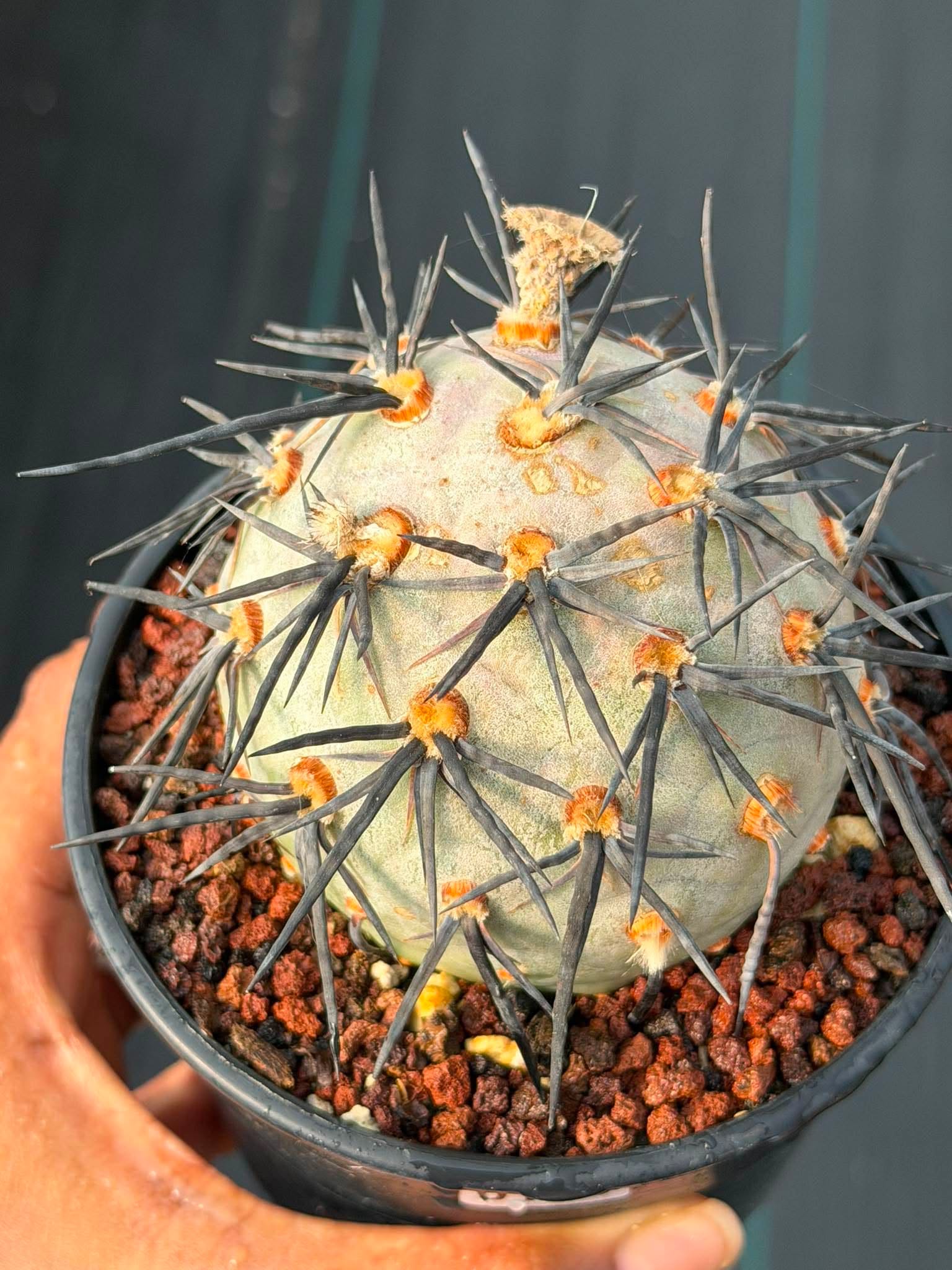 Tephrocactus Geometricus ‘Diablo’ | Rare Black Spine Cactus Succulent | Live Plant #158
