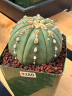 Astrophytum Asterias Line Form Cactus | Rare Seed Grown 3.25” Collector Plant in 3.5” Pot (#380)