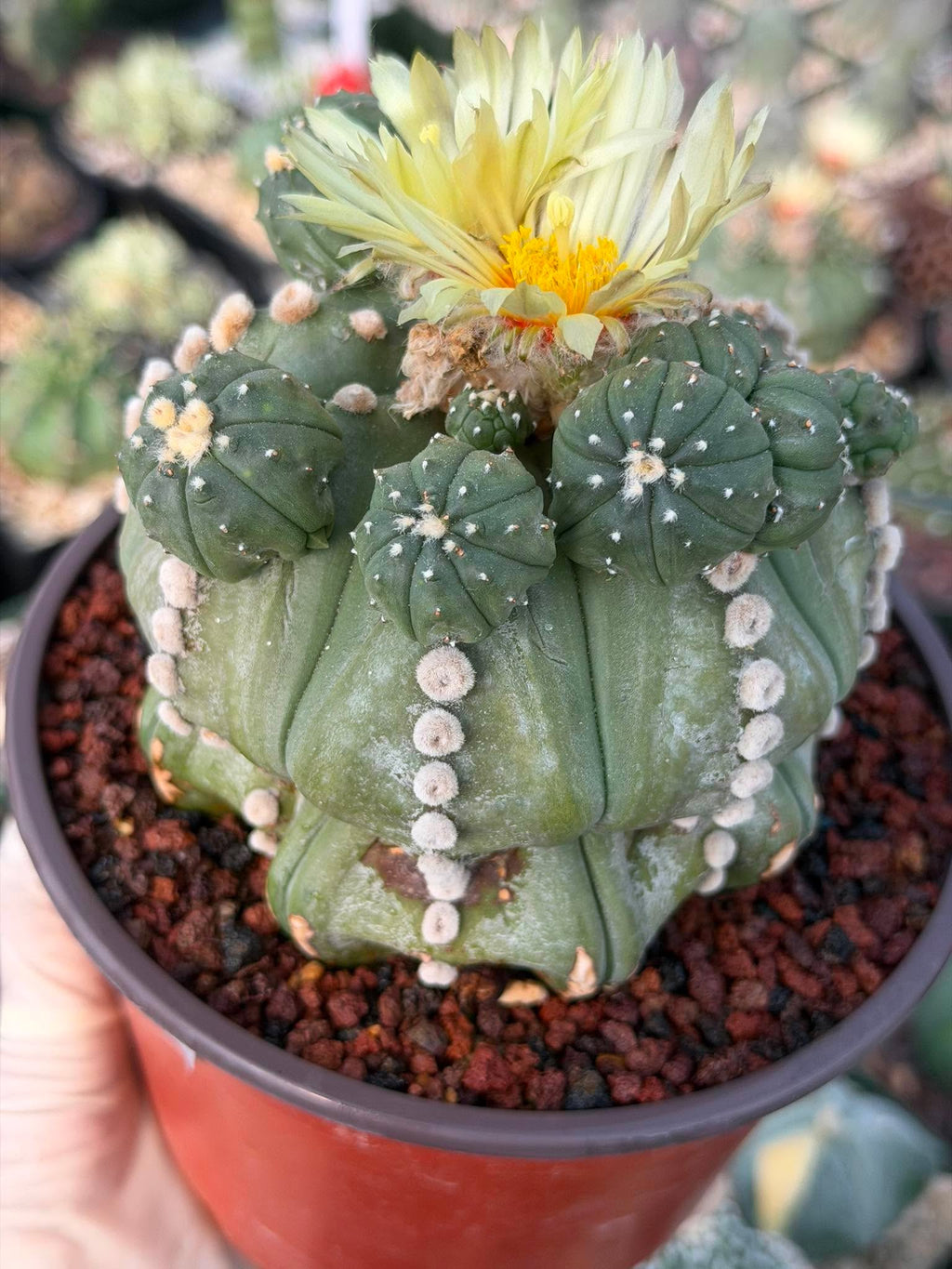 Astrophytum Rensii Cactus with Pups | Rare Seed Grown 6” Collector Plant in 6” Pot (#241)