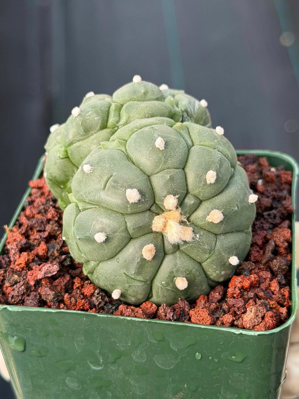 Rare Double Astrophytum Kikko Turtle Cactus #620 | Seed Grown Collector Plant | 3.25″ Height in 3.5″ Pot | Unique Succulent