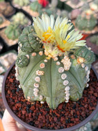 Astrophytum Rensii Cactus with Pups | Rare Seed Grown 6” Collector Plant in 6” Pot (#241)