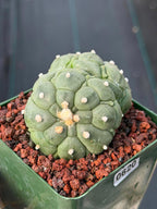 Rare Double Astrophytum Kikko Turtle Cactus #620 | Seed Grown Collector Plant | 3.25″ Height in 3.5″ Pot | Unique Succulent