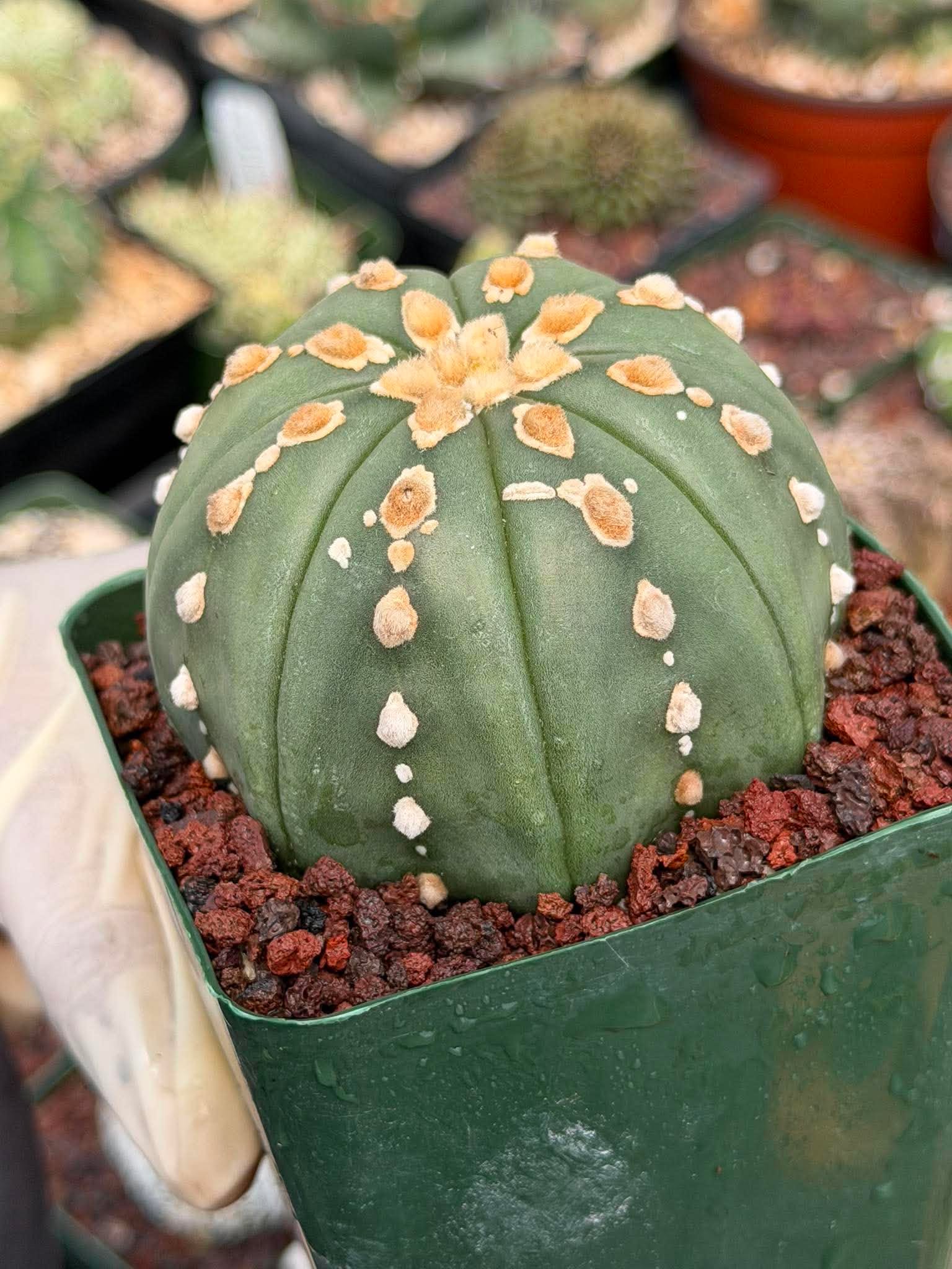Astrophytum Asterias Line Form Cactus | Rare Seed Grown 3.25” Collector Plant in 3.5” Pot (#380)