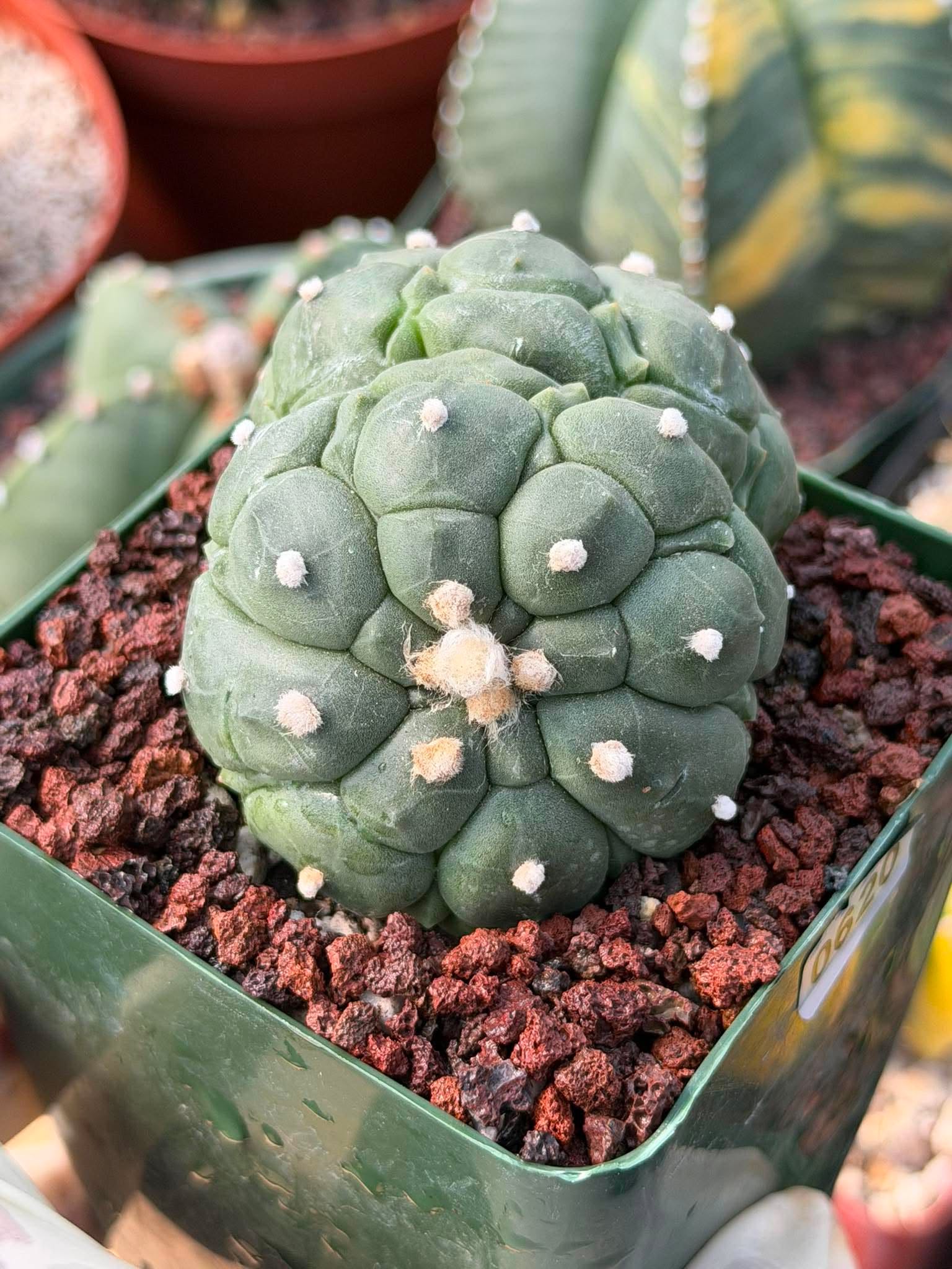 Rare Double Astrophytum Kikko Turtle Cactus #620 | Seed Grown Collector Plant | 3.25″ Height in 3.5″ Pot | Unique Succulent