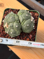 Rare Double Astrophytum Kikko Turtle Cactus #620 | Seed Grown Collector Plant | 3.25″ Height in 3.5″ Pot | Unique Succulent