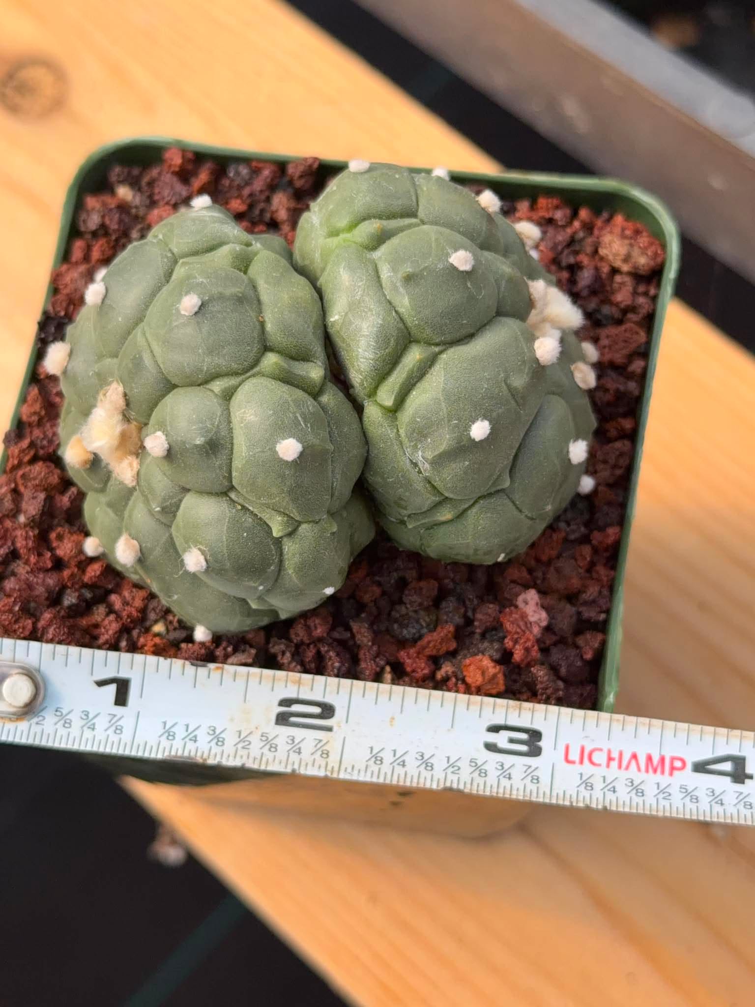 Rare Double Astrophytum Kikko Turtle Cactus #620 | Seed Grown Collector Plant | 3.25″ Height in 3.5″ Pot | Unique Succulent