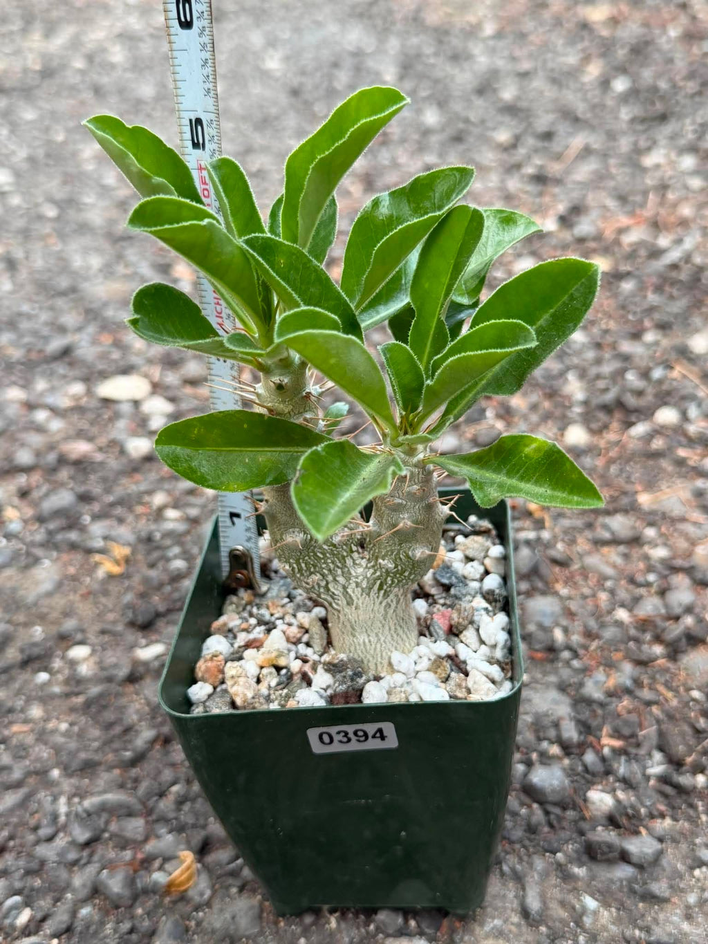 Pachypodium saundersii Double Heads #394 | Rare Seed Grown Succulent | 3.5″ Height in 3.5″ Pot