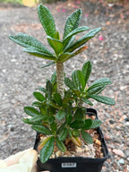 Dorstenia Gigas #387 – Rare Caudex Succulent, 7" Tall in 6" Pot, Exotic Collector Plant
