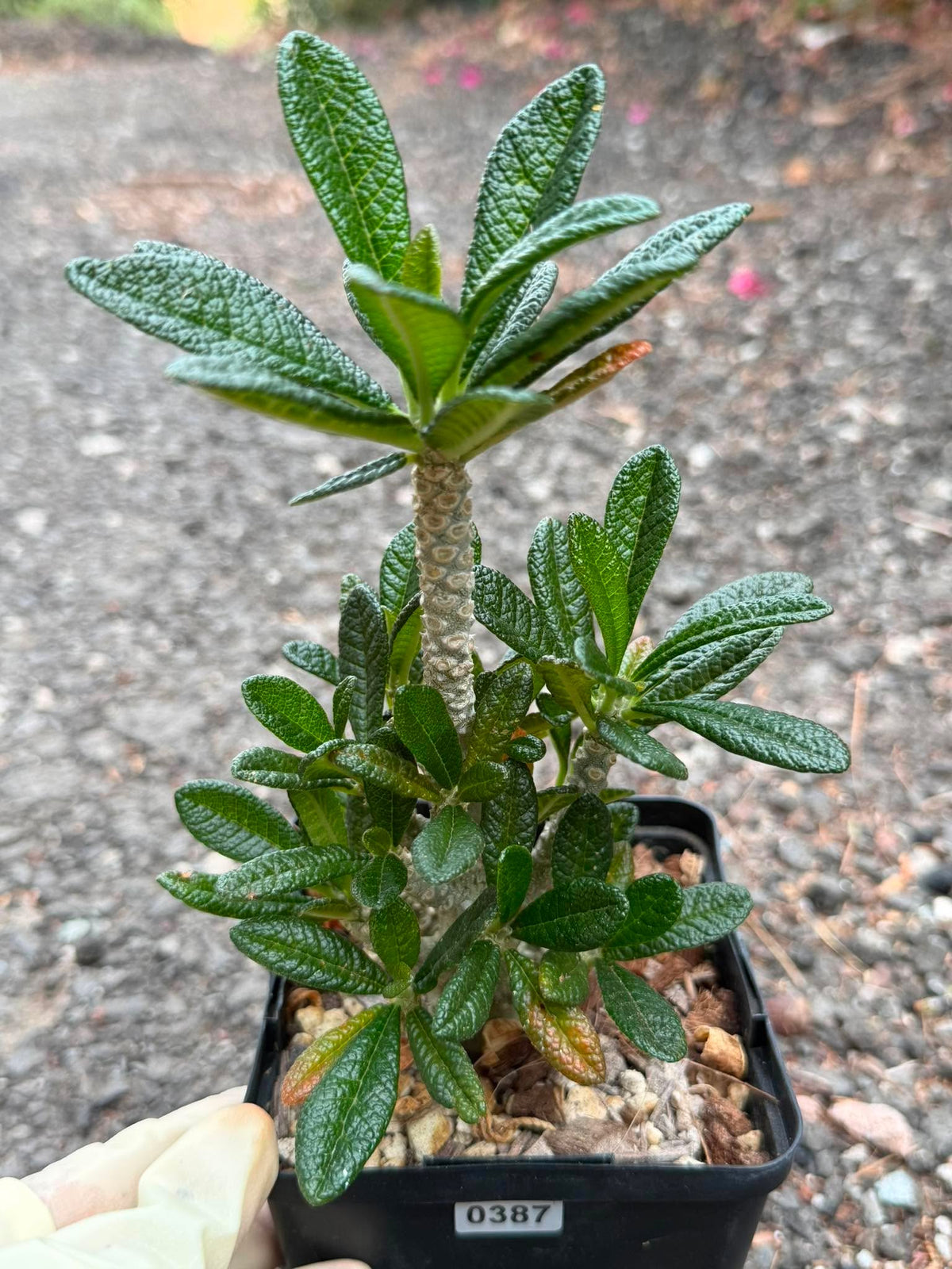 Dorstenia Gigas #387 – Rare Caudex Succulent, 7" Tall in 6" Pot, Exotic Collector Plant