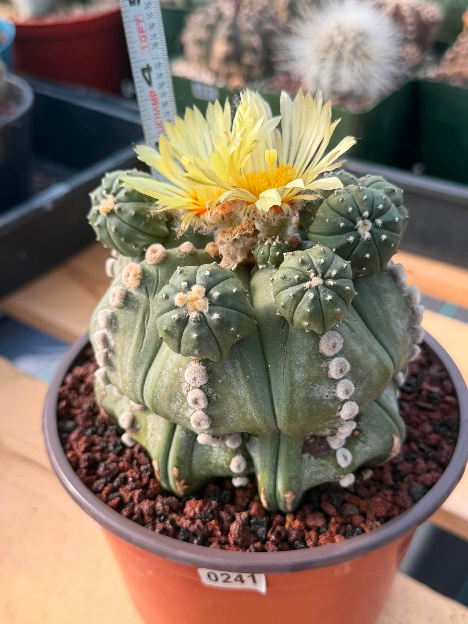 Astrophytum Rensii Cactus with Pups | Rare Seed Grown 6” Collector Plant in 6” Pot (#241)