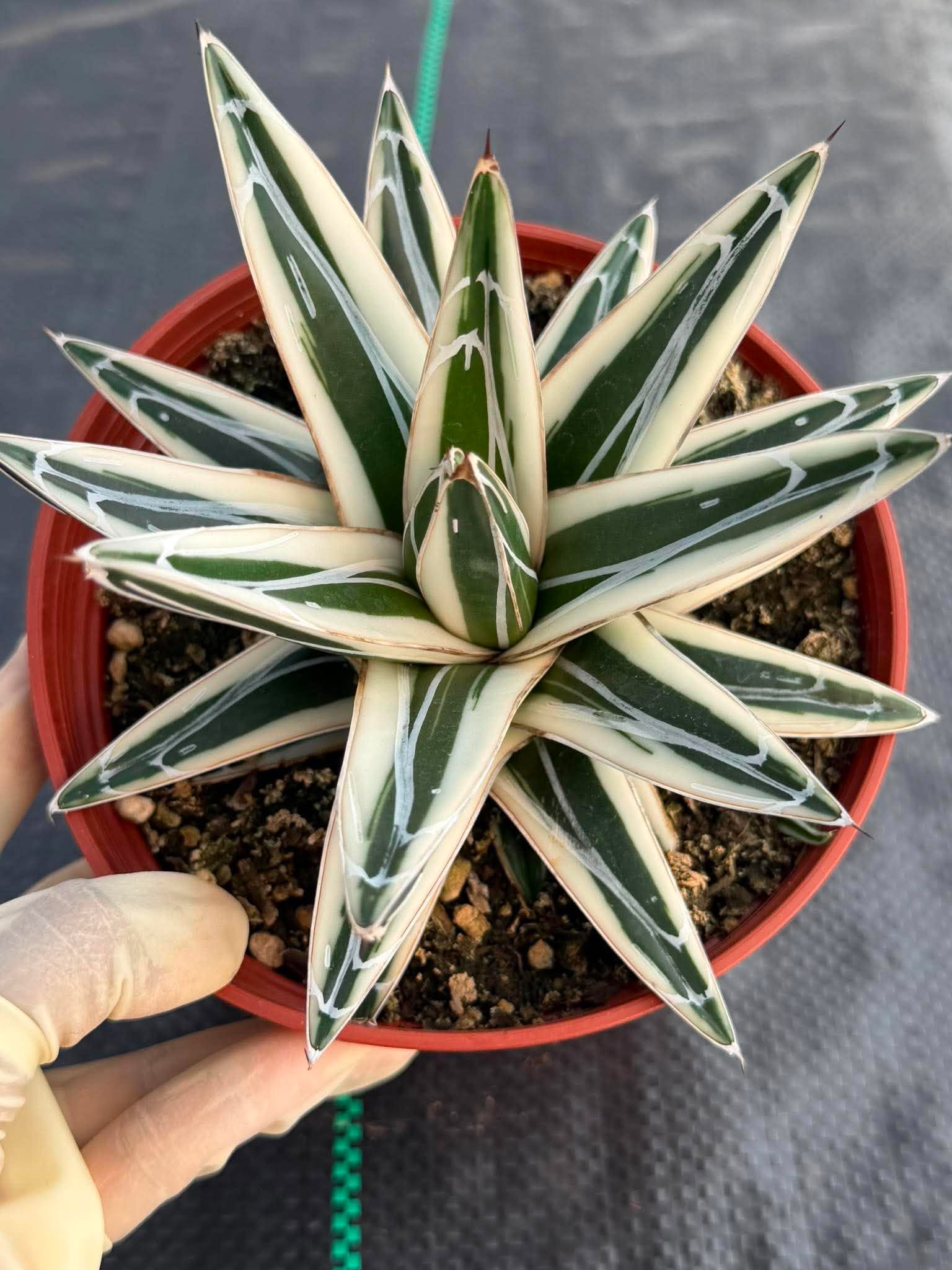 Agave ‘White Rhino’ Succulent in 6″ Pot | Rare Variegated Agave Plant #489 | Indoor Desert Plant | Unique Collector Succulent