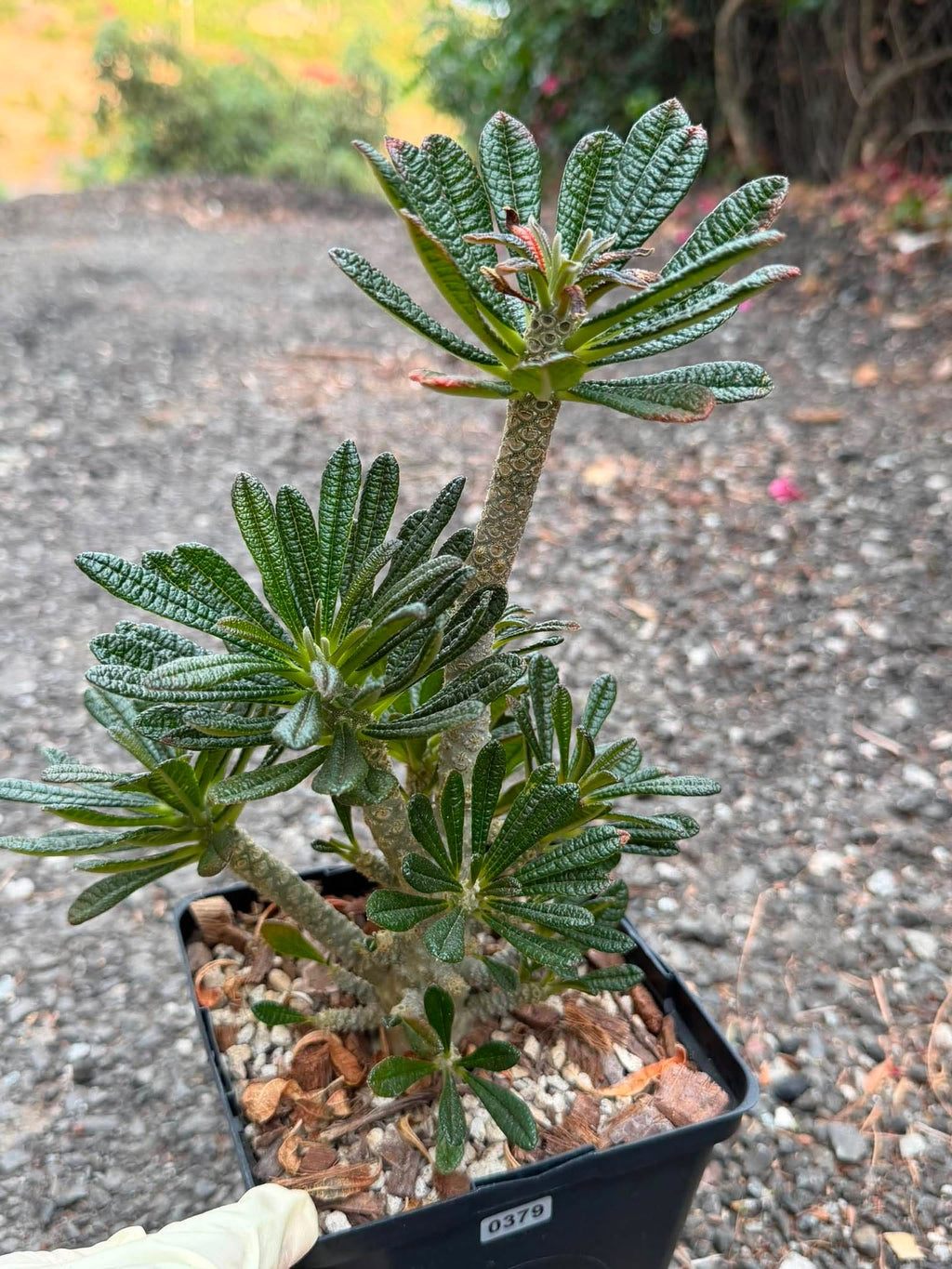 Dorstenia Gigas #379 – Rare Caudex Succulent, 10" Tall in 6" Pot, Exotic Collector Plant