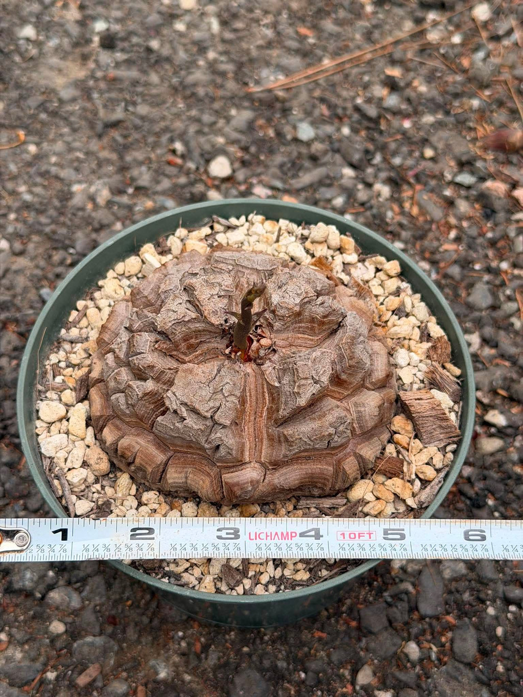 Dioscorea elephantipes #383 | Rare Seed Grown Caudex Succulent | 4″ Length & Width in 6″ Pot