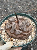 Dioscorea elephantipes #383 | Rare Seed Grown Caudex Succulent | 4″ Length & Width in 6″ Pot