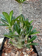 Dorstenia Gigas #387 – Rare Caudex Succulent, 7" Tall in 6" Pot, Exotic Collector Plant