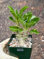 Pachypodium saundersii Double Heads #394 | Rare Seed Grown Succulent | 3.5″ Height in 3.5″ Pot