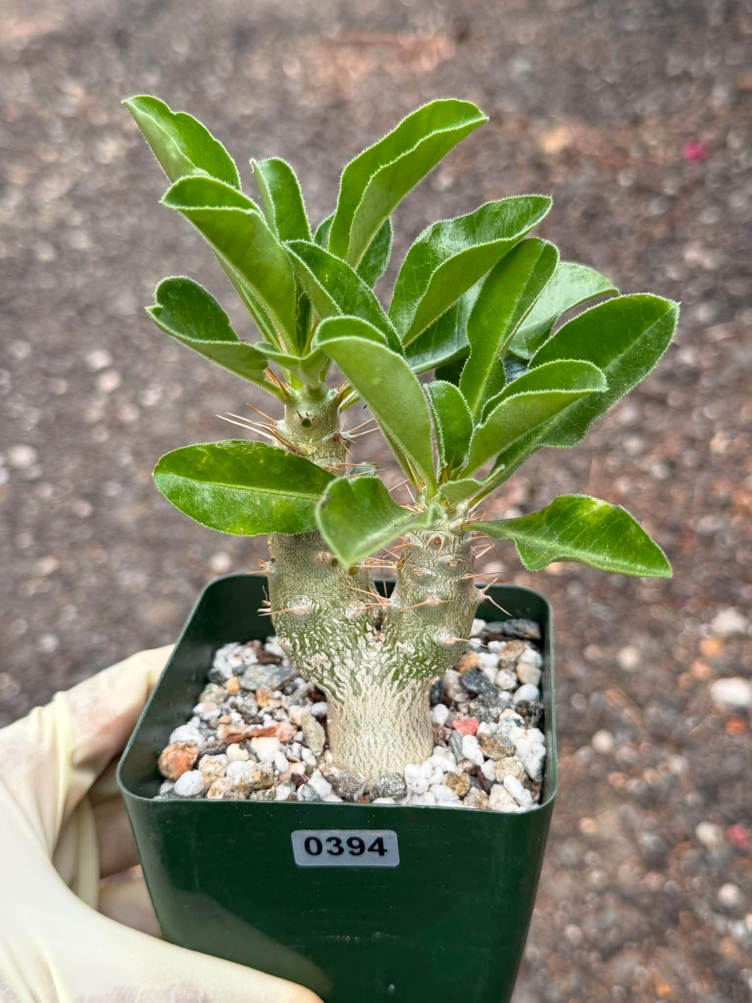 Pachypodium saundersii Double Heads #394 | Rare Seed Grown Succulent | 3.5″ Height in 3.5″ Pot