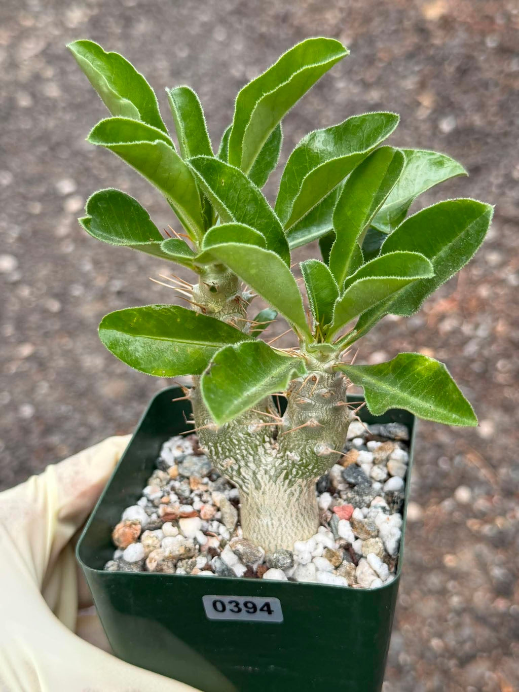 Pachypodium saundersii Double Heads #394 | Rare Seed Grown Succulent | 3.5″ Height in 3.5″ Pot