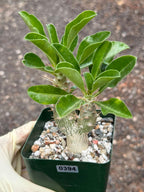 Pachypodium saundersii Double Heads #394 | Rare Seed Grown Succulent | 3.5″ Height in 3.5″ Pot