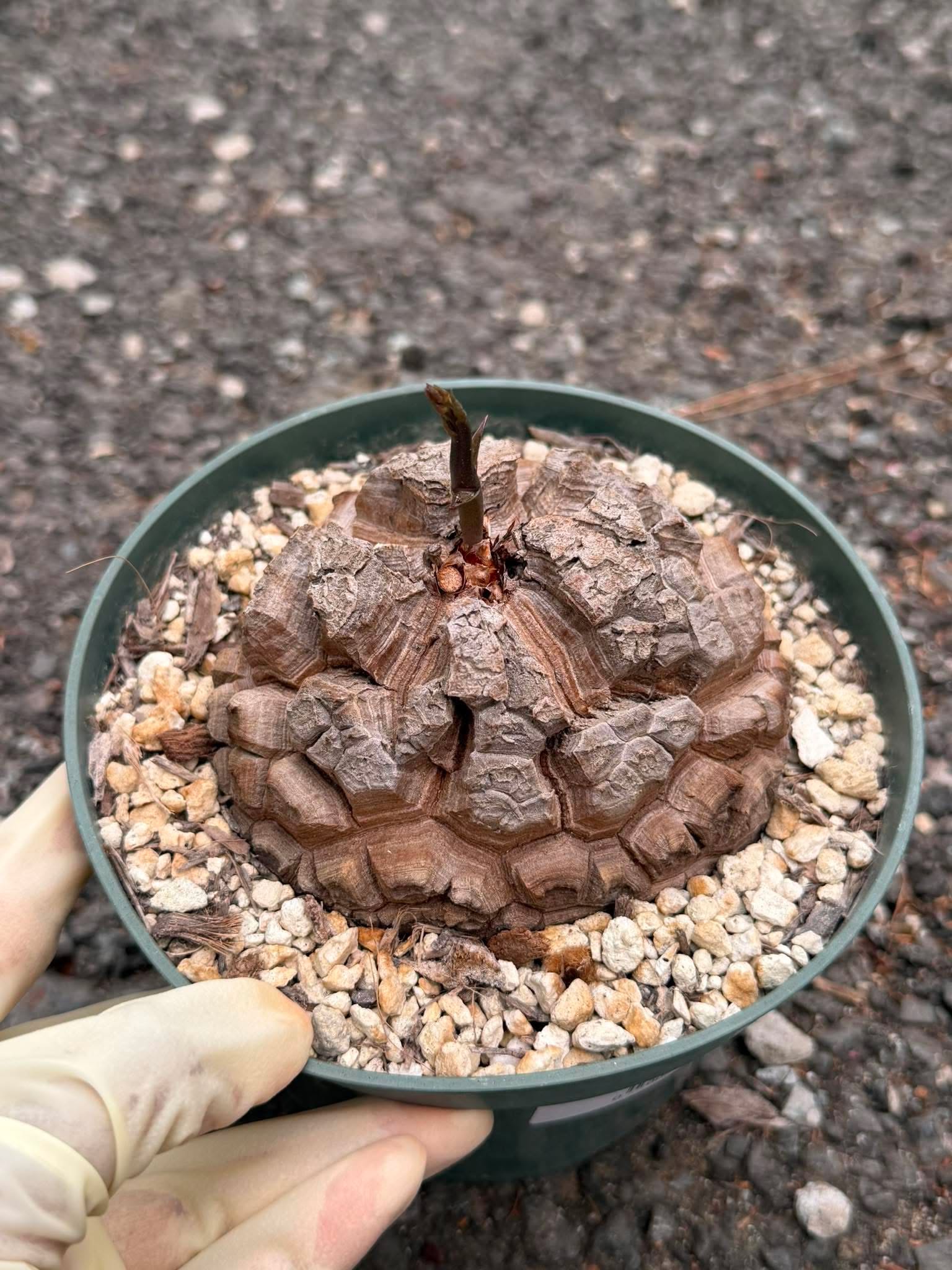 Dioscorea elephantipes #383 | Rare Seed Grown Caudex Succulent | 4″ Length & Width in 6″ Pot