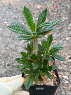 Dorstenia Gigas #387 – Rare Caudex Succulent, 7" Tall in 6" Pot, Exotic Collector Plant