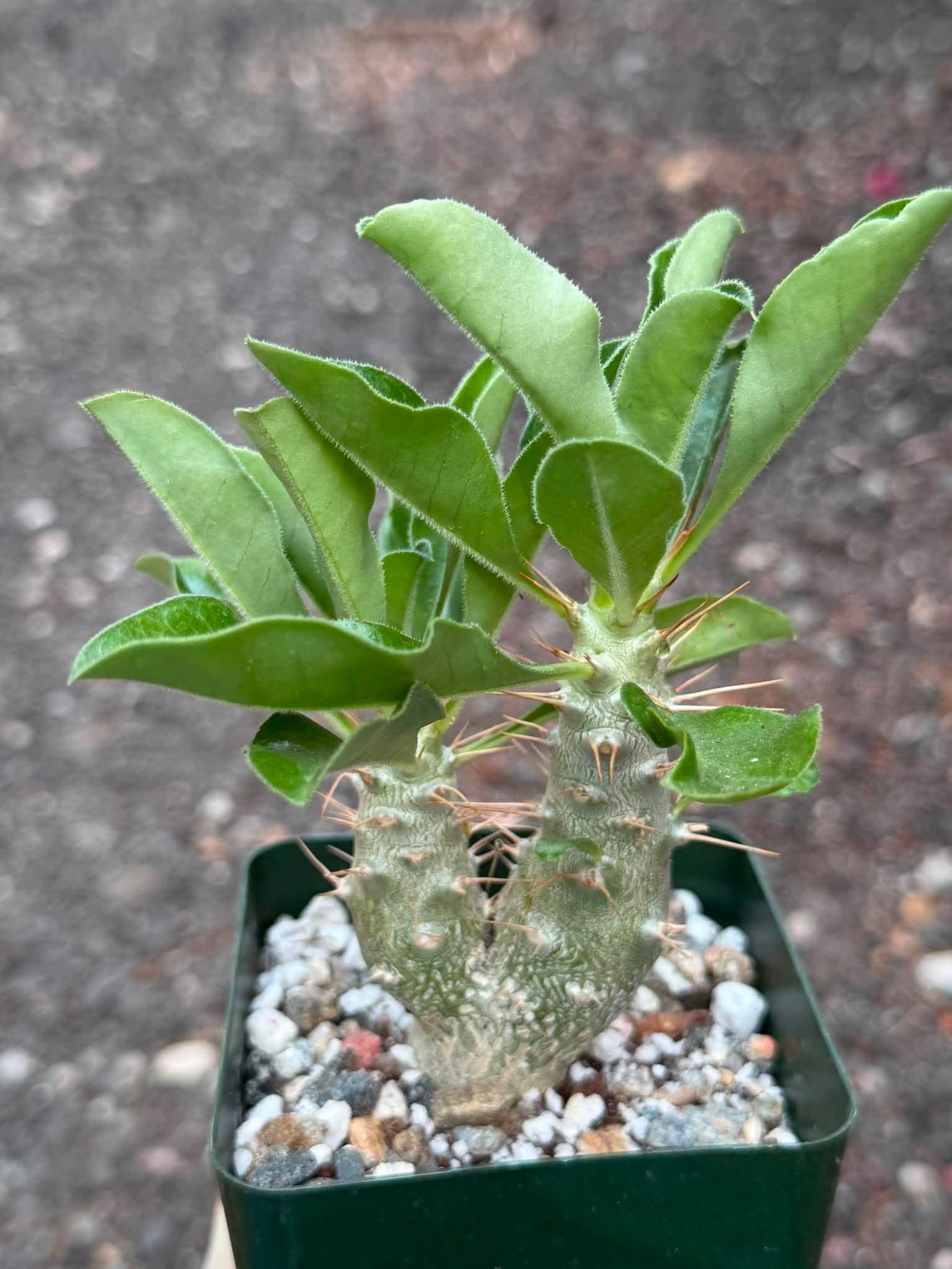 Pachypodium saundersii Double Heads #394 | Rare Seed Grown Succulent | 3.5″ Height in 3.5″ Pot