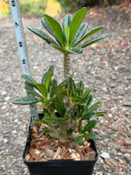 Dorstenia Gigas #387 – Rare Caudex Succulent, 7" Tall in 6" Pot, Exotic Collector Plant