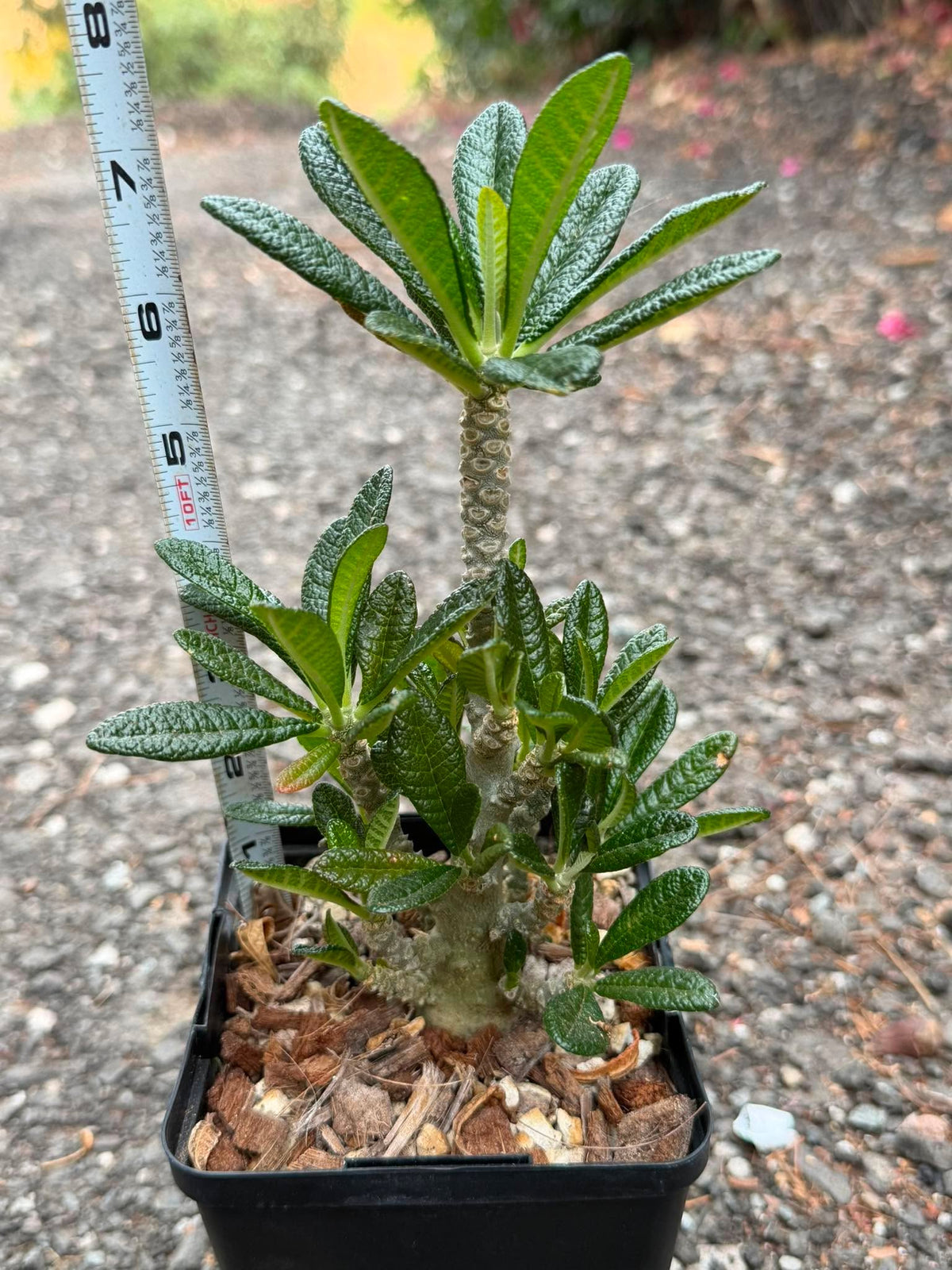 Dorstenia Gigas #387 – Rare Caudex Succulent, 7" Tall in 6" Pot, Exotic Collector Plant