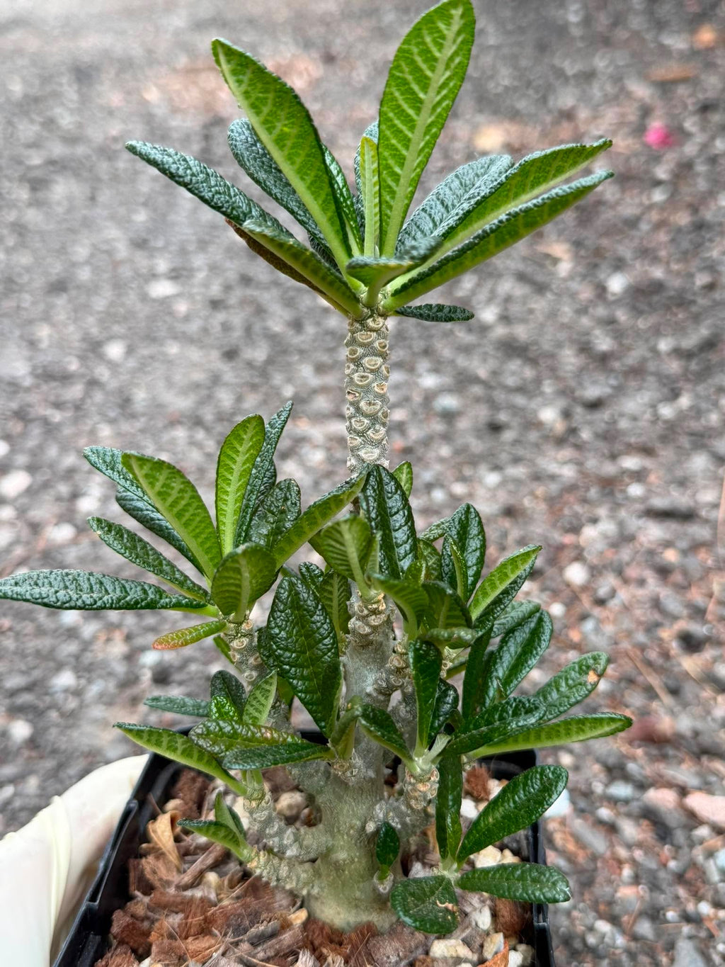 Dorstenia Gigas #387 – Rare Caudex Succulent, 7" Tall in 6" Pot, Exotic Collector Plant