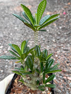 Dorstenia Gigas #387 – Rare Caudex Succulent, 7" Tall in 6" Pot, Exotic Collector Plant