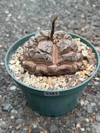 Dioscorea elephantipes #383 | Rare Seed Grown Caudex Succulent | 4″ Length & Width in 6″ Pot
