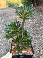 Dorstenia Gigas #379 – Rare Caudex Succulent, 10" Tall in 6" Pot, Exotic Collector Plant