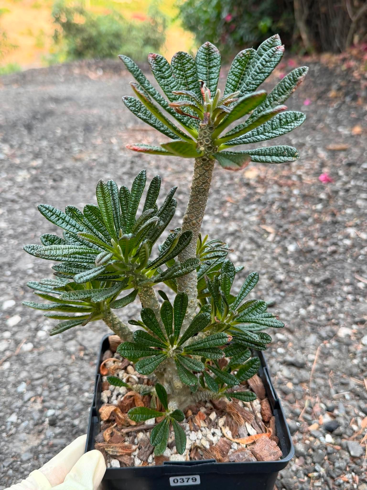 Dorstenia Gigas #379 – Rare Caudex Succulent, 10" Tall in 6" Pot, Exotic Collector Plant