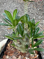 Dorstenia Gigas #387 – Rare Caudex Succulent, 7" Tall in 6" Pot, Exotic Collector Plant