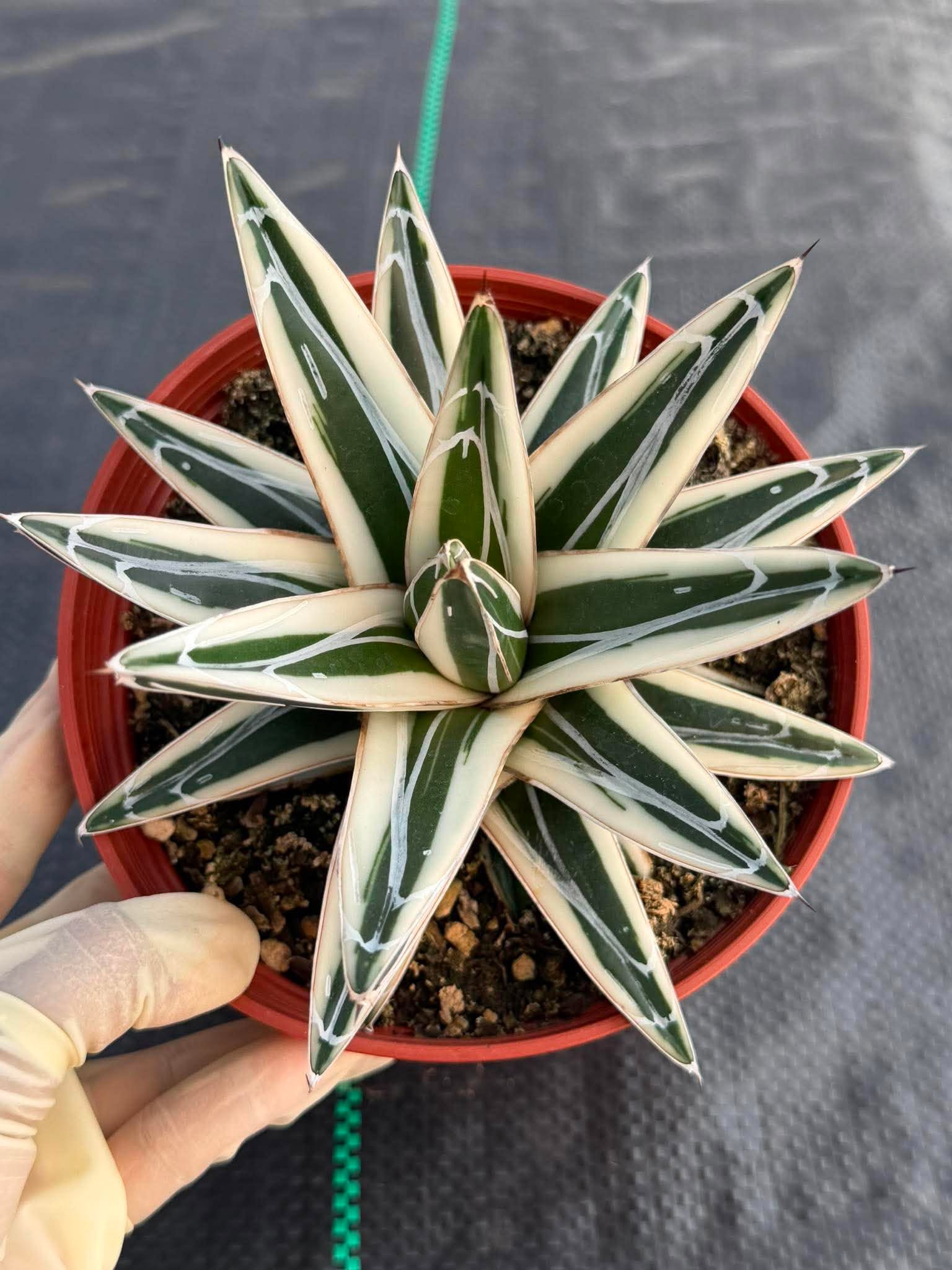 Agave ‘White Rhino’ Succulent in 6″ Pot | Rare Variegated Agave Plant #489 | Indoor Desert Plant | Unique Collector Succulent