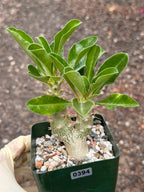 Pachypodium saundersii Double Heads #394 | Rare Seed Grown Succulent | 3.5″ Height in 3.5″ Pot