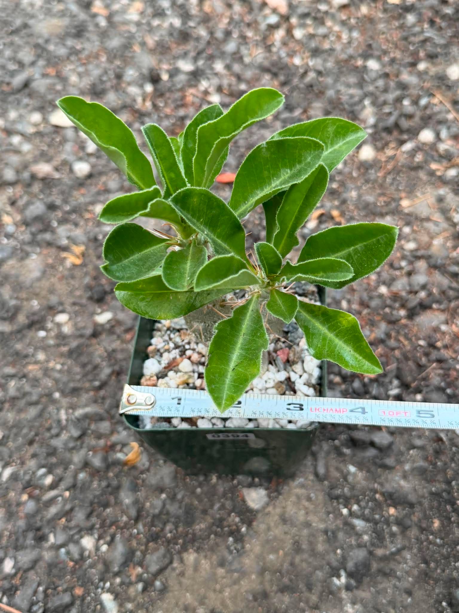 Pachypodium saundersii Double Heads #394 | Rare Seed Grown Succulent | 3.5″ Height in 3.5″ Pot