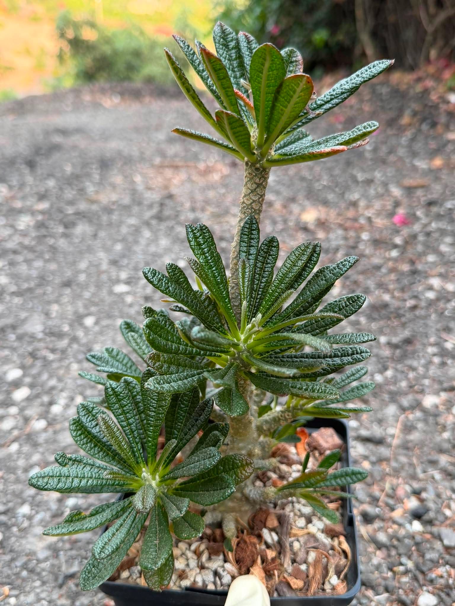 Dorstenia Gigas #379 – Rare Caudex Succulent, 10" Tall in 6" Pot, Exotic Collector Plant