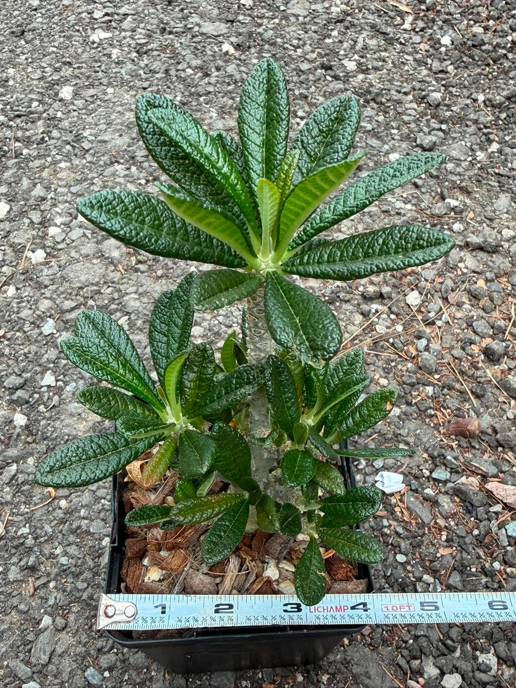 Dorstenia Gigas #387 – Rare Caudex Succulent, 7" Tall in 6" Pot, Exotic Collector Plant