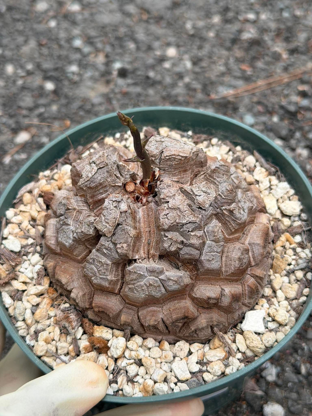 Dioscorea elephantipes #383 | Rare Seed Grown Caudex Succulent | 4″ Length & Width in 6″ Pot