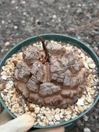 Dioscorea elephantipes #383 | Rare Seed Grown Caudex Succulent | 4″ Length & Width in 6″ Pot