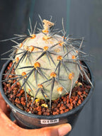 Tephrocactus Geometricus ‘Diablo’ | Rare Black Spine Cactus Succulent | Live Plant #158