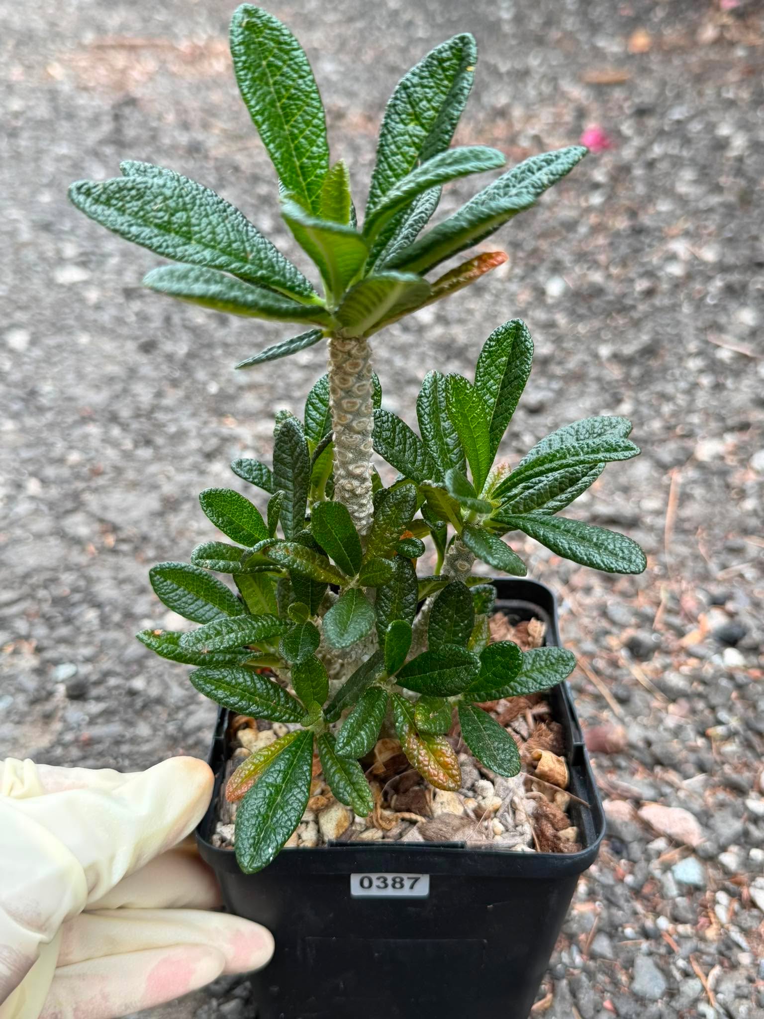 Dorstenia Gigas #387 – Rare Caudex Succulent, 7" Tall in 6" Pot, Exotic Collector Plant